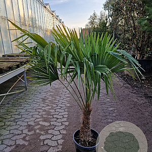 Trachycarpus fortunei 30 cm stam container