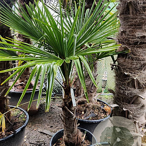 Trachycarpus fortunei 60 cm stam container