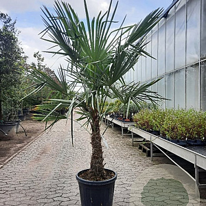 Trachycarpus fortunei 70 cm stam container