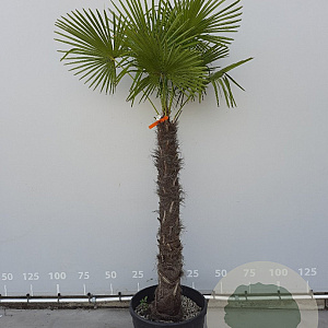 Trachycarpus fortunei 100 cm stam container