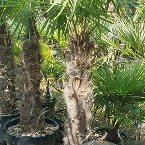 Trachycarpus fortunei 110 cm stam container