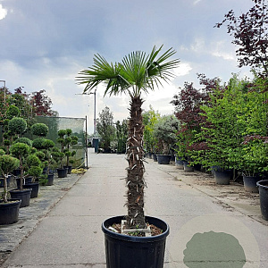 Trachycarpus fortunei 150 cm stam container