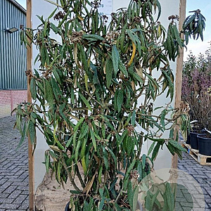 Viburnum rhytidophyllum 150-175 cm cont. 70L najaarspotting
