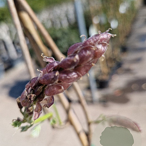 Wisteria floribunda 150-175 cm 3,0L