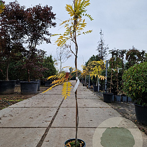 Wisteria floribunda 175-200 cm 3,0L