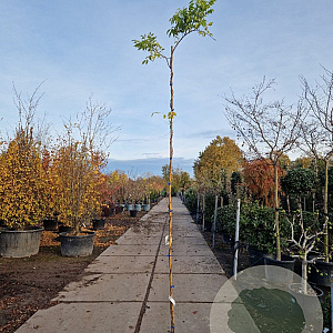 Wisteria sinensis 'Prolific' 250-300 cm 7,5L