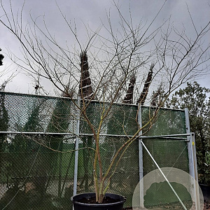 Zelkova serrata 350-400 cm container meerstammig