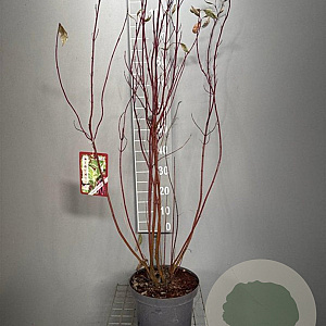 Cornus alba 'Elegantissima' 80-100 cm 7,5L
