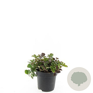 Cornus canadensis GM 2,0L