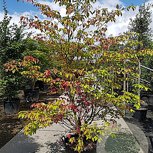 Cornus controversa 200-250 cm container meerstammig extra