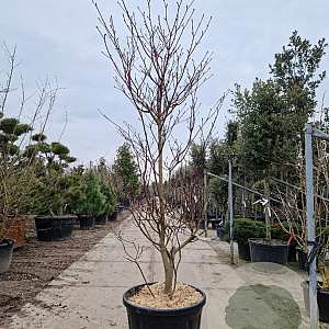 Cornus controversa 'Variegata' 200-250 cm container solitair