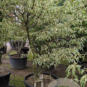 Cornus controversa 'Variegata' 250-300 cm container Multistam