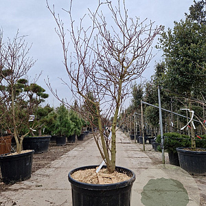 Cornus controversa 'Variegata' 250-300 cm container Multistam