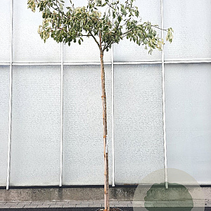 Cornus controversa 'Variegata' 180 cm stam container 6-8