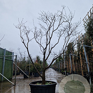 Cornus florida rubra 250-300 cm container Multistam