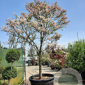 Cornus florida rubra 350-400 cm container solitair 2-3 tak