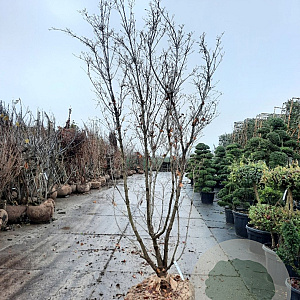 Cornus kousa 250-300 cm draadkluit meerstammig solitair