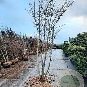 Cornus kousa 350-400 cm draadkluit meerstammig
