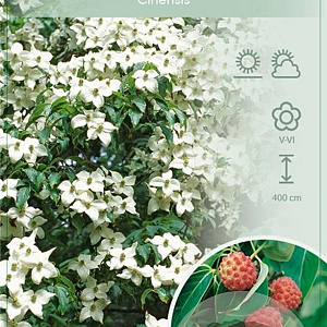 Cornus kousa chinensis 60-80 cm 7,5L