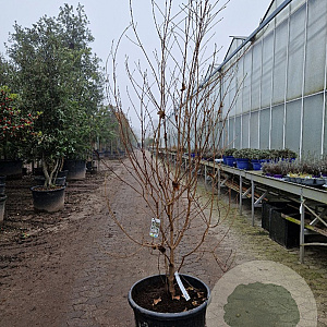 Cornus kousa chinensis 175-200 cm container meerstammig