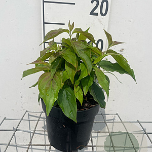 Cornus sericea 'Kelseyi' GM C1.3