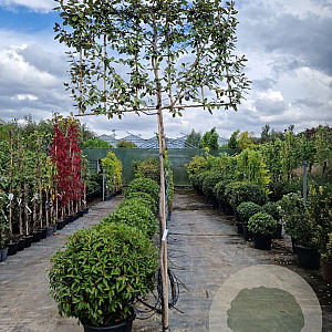 Elaeagnus ebbingei 6-8 cm container 200 cm stam leiboom