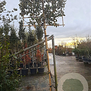 Elaeagnus ebbingei 180 cm stam container 16-18