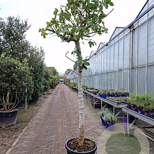 Ficus carica 180 cm stam container 25-30