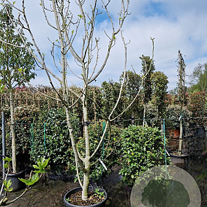 Ficus carica 300-350 cm container meerstammig