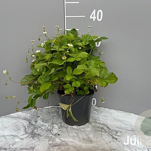 Fragaria vesca GM 2,0L