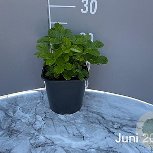 Fragaria vesca GM 2,0L