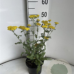 Achillea 'Moonshine' GM 2,0L