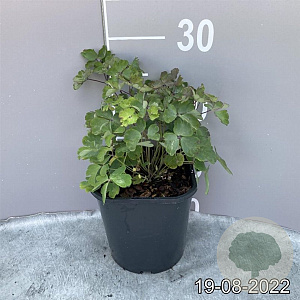 Aquilegia vulgaris GM 2,0L