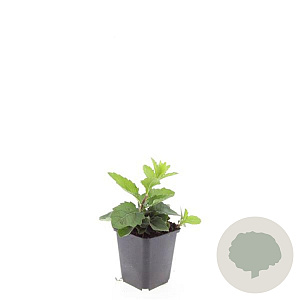 Aster ageratoides 'Asran' GM P9