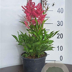 Astilbe (A) 'Astary Pink' GM 2,0L