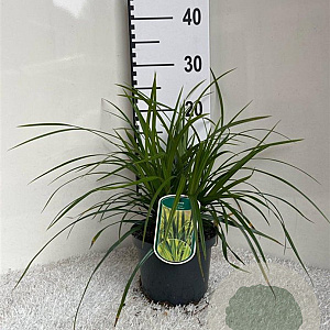Carex morrowii 'Irish Green' GM 2,0L