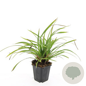 Carex morrowii 'Irish Green' GM P9