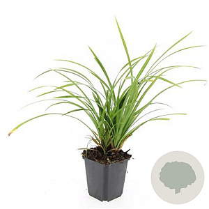 Carex morrowii 'Irish Green' GM P9