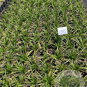 Carex morrowii 'Variegata' GM 2,0L