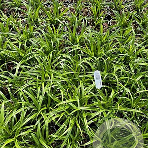 Carex pendula GM 2,0L