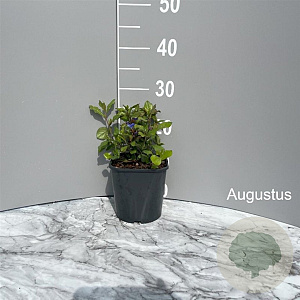 Ceratostigma plumbaginoides GM 2,0L