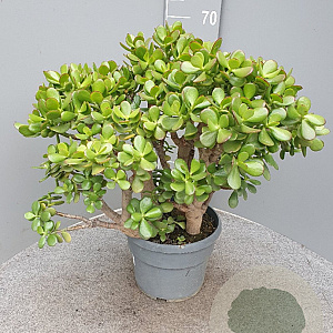 Crassula ovata 40-50 cm 9L