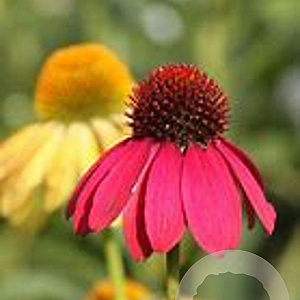 Echinacea 'Cheyenne Spirit' GM 2,0L