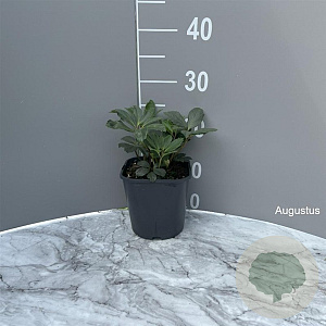 Helleborus niger GM 2,0L