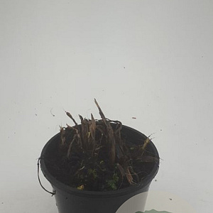 Hemerocallis 'Stella de Oro' GM C1.3