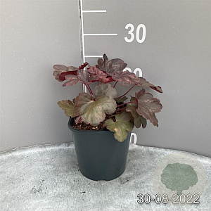 Heuchera 'Cherry Cola' GM 2,0L