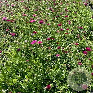 Knautia macedonica GM 2,0L