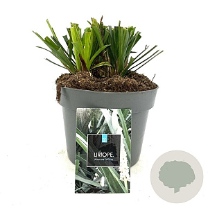 Liriope muscari 'Monroe White' GM 2,0L