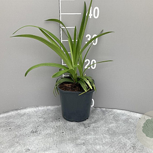 Liriope muscari 'Monroe White' GM 2,0L