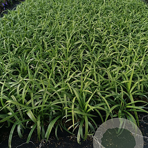Liriope muscari 'Monroe White' GM P9